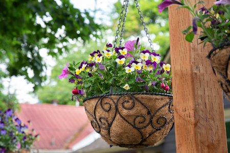 image of a coco liner in a basket hanging in a garden 