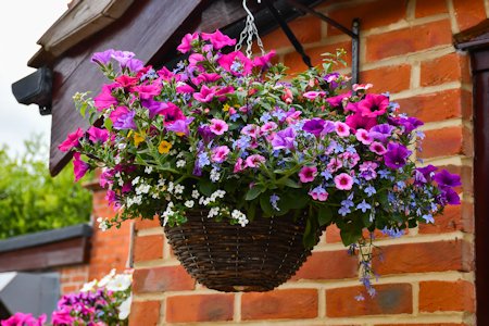 image of wicker hanging basket filled with bright colour flowers