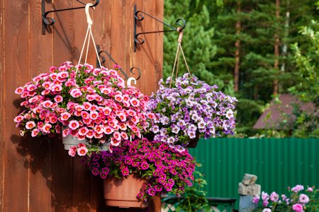 image of three hanging baskets on the side of a shed in three different colours