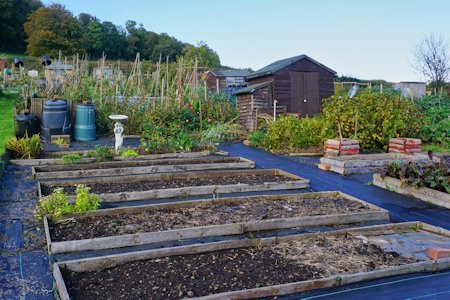 image of an allotment with multiple planter beds and a shed
