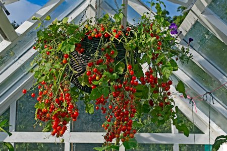 image of a hanging basket with lots of tomatoes growing