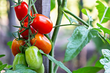 tomato plant