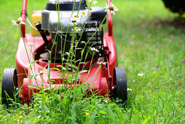 Image of a lawn mower cutting down long daisies growing out of long grass