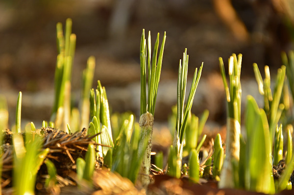 Image of new shoots emerging from a planted bulb in soil