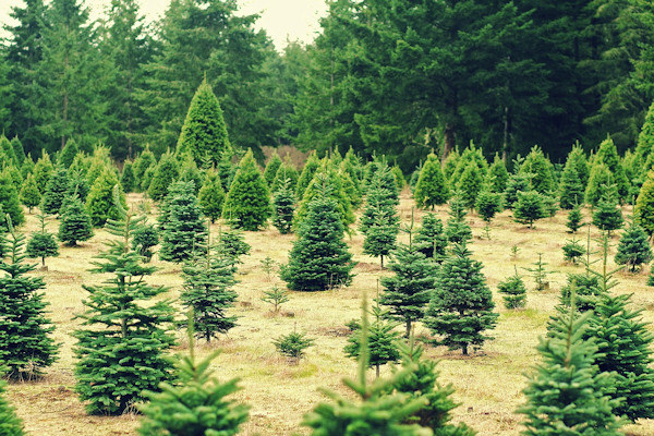 Wide angle of a Christmas tree growing farm