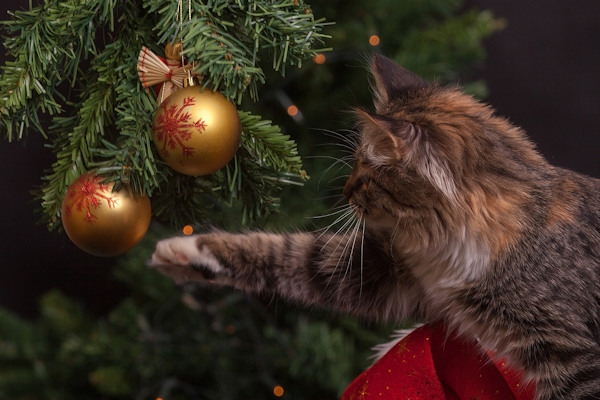 Image of a cat trying to play with gold baubles hanging from the bottom of a Christmas tree