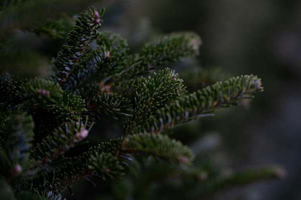 Close up detailed image of a real Christmas tree branch