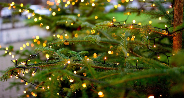 Close up of a real Christmas tree covered with warm white string lights