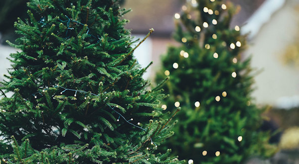Zoomed in picture of a real Christmas tree with string lights on