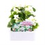 Begonia Semp White Green Leaf 12 Pack Boxed BeddingAlternative Image2
