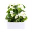 Begonia Semp White Green Leaf 12 Pack Boxed BeddingAlternative Image3