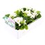 Begonia Semp White Green Leaf 12 Pack Boxed BeddingAlternative Image4