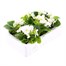 Begonia Semp White Green Leaf 12 Pack Boxed BeddingAlternative Image5