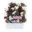 Begonia Semp White Bronze Leaf 12 Pack Boxed BeddingAlternative Image1