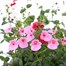 A Lucky Dip Selection! Diascia - 6 x 10.5cm Pot BeddingAlternative Image1