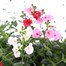 Diascia Collection 6 Pack Boxed BeddingAlternative Image2