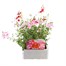 Diascia Collection 6 Pack Boxed BeddingAlternative Image3