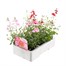 Diascia Collection 6 Pack Boxed BeddingAlternative Image5