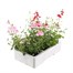 Diascia Collection 6 Pack Boxed BeddingAlternative Image6