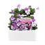 Viola F1 White With Rose Wing 6 Pack Boxed BeddingAlternative Image1