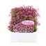 Alyssum Rosie O Day 12 Pack Boxed BeddingAlternative Image1