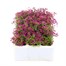 Alyssum Rosie O Day 12 Pack Boxed BeddingAlternative Image2