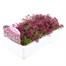 Alyssum Rosie O Day 12 Pack Boxed BeddingAlternative Image3