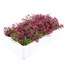 Alyssum Rosie O Day 12 Pack Boxed BeddingAlternative Image4