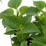 Salvia F1 Salsa Mixed 6 Pack Boxed BeddingAlternative Image1
