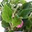 Begonia Nonstop Bright Pink 6 Pack Boxed BeddingAlternative Image1