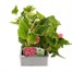 Begonia Nonstop Bright Pink 6 Pack Boxed BeddingAlternative Image2