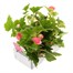 Begonia Nonstop Bright Pink 6 Pack Boxed BeddingAlternative Image4