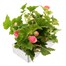 Begonia Nonstop Bright Pink 6 Pack Boxed BeddingAlternative Image5