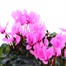 Carry Home Pack - Cyclamen Mixed - 6 x 10.5cm Pot Bedding Alternative Image