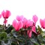 Carry Home Pack - Cyclamen Mixed - 6 x 10.5cm Pot Bedding Alternative Image