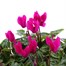 Carry Home Pack - Cyclamen Mixed - 6 x 10.5cm Pot Bedding Alternative Image