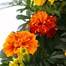 Marigold French Mixed 20 Pack Boxed BeddingAlternative Image1