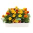 Marigold French Mixed 20 Pack Boxed BeddingAlternative Image3