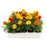 Marigold French Mixed 20 Pack Boxed BeddingAlternative Image4