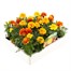 Marigold French Mixed 20 Pack Boxed BeddingAlternative Image5