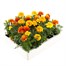 Marigold French Mixed 20 Pack Boxed BeddingAlternative Image6