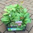 Polyanthus Victoriana Gold Lace Super 6 Pack Boxed Bedding Alternative Image