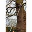 Kent & Stowe Telescopic Tree Lopper 3m (70100496)Alternative Image1
