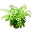 Adiantum rad: Fritz Luthi Houseplant - 12cm PotAlternative Image3