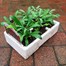Wallflower Aida Carmine 6 Pack Boxed Bedding Alternative Image