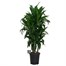 Dracena Janet Craig Houseplant - 17cm PotAlternative Image4