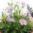 Brachyscome Mauve Delight 10.5cm Pot BeddingAlternative Image1