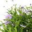 Brachyscome Mauve Delight 10.5cm Pot BeddingAlternative Image2