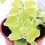 Helichrysum Gold 10.5cm Pot BeddingAlternative Image1