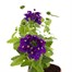 Verbena Upright Lanai Up Purple 10.5cm Pot BeddingAlternative Image1